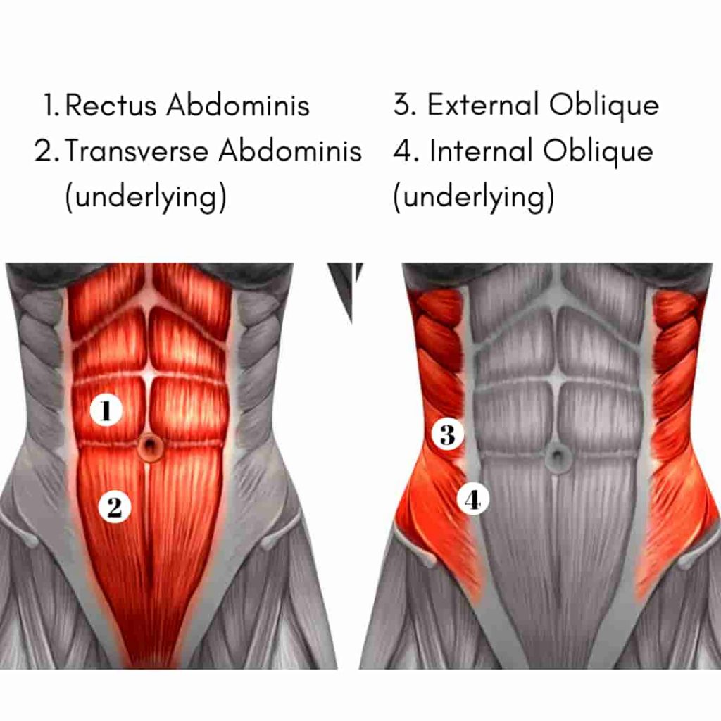 Ab Muscle Diagram Labeled At Gladys Davy Blog Ab Muscle Diagram Labeled At Gladys Davy Blog